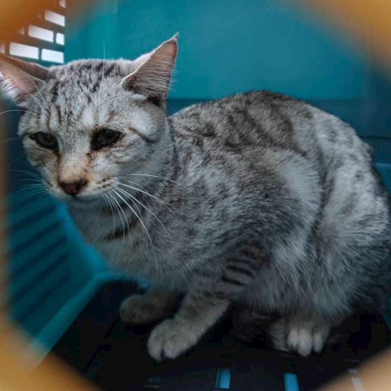 嘉義市動物保護教育園區,編號:442036, 混種貓                 