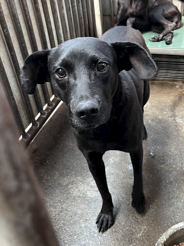 彰化縣流浪狗中途之家,編號:446536, 混種犬          