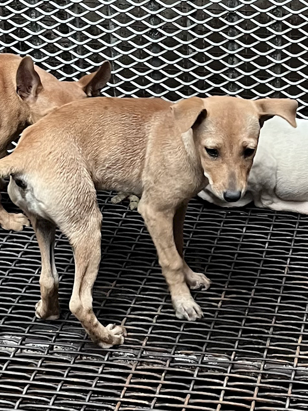 彰化縣流浪狗中途之家,編號:446535, 混種犬          