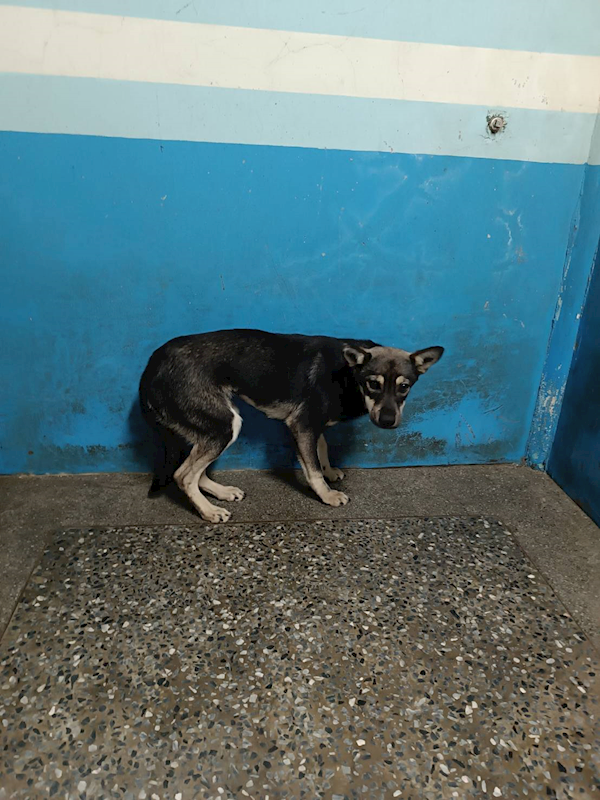 苗栗縣動物保護教育園區,編號:446528, 混種犬          