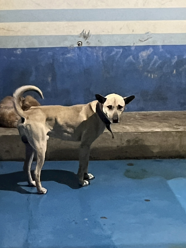 苗栗縣動物保護教育園區,編號:443875, 混種犬          