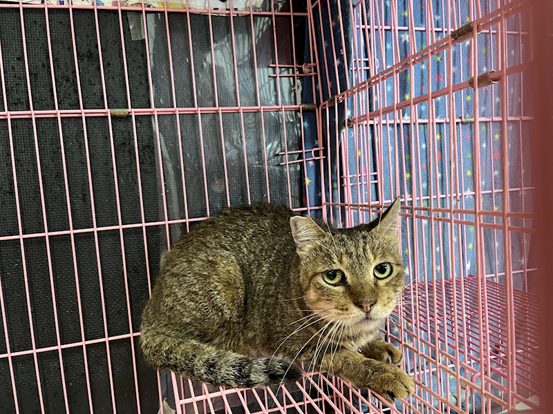 臺北市動物之家,編號:367896, 混種貓                 