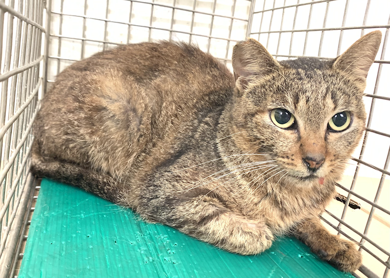 臺北市動物之家,編號:437474, 混種貓                 