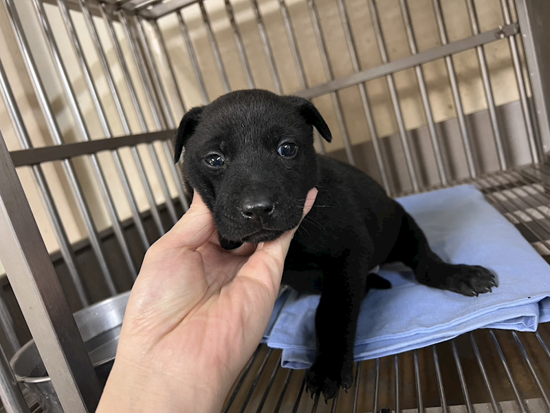 桃園市動物保護教育園區,編號:442750, 混種犬          