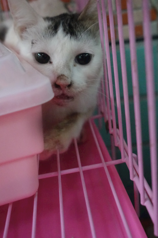 宜蘭縣流浪動物中途之家,編號:446497, 混種貓                 