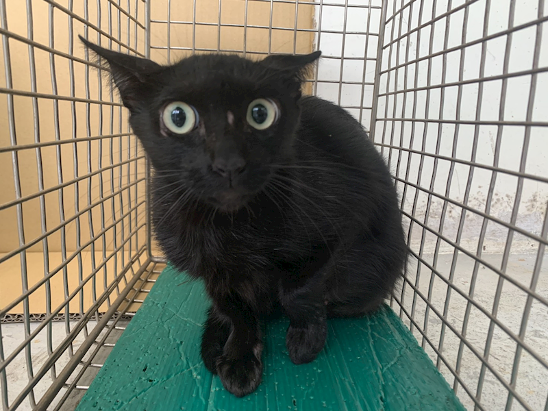 臺北市動物之家,編號:417252, 混種貓                 