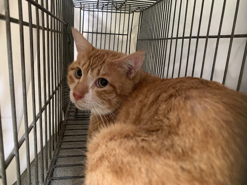 臺北市動物之家,編號:432250, 混種貓                 