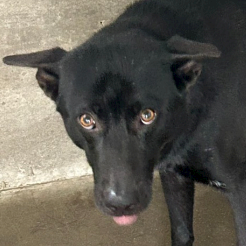 澎湖縣流浪動物收容中心,編號:445781, 混種犬          