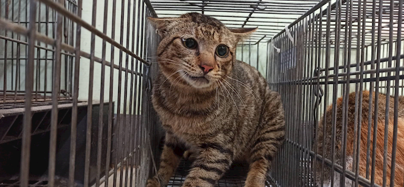 金門縣動物收容中心,編號:446242, 混種貓                 