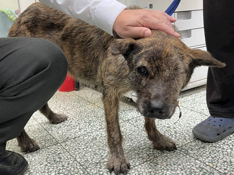 桃園市動物保護教育園區,編號:439527, 混種犬          