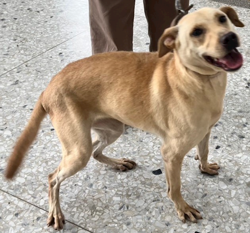 花蓮縣狗貓躍動園區,編號:339136, 混種犬          