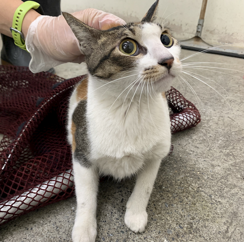 臺北市動物之家,編號:439178, 混種貓                 