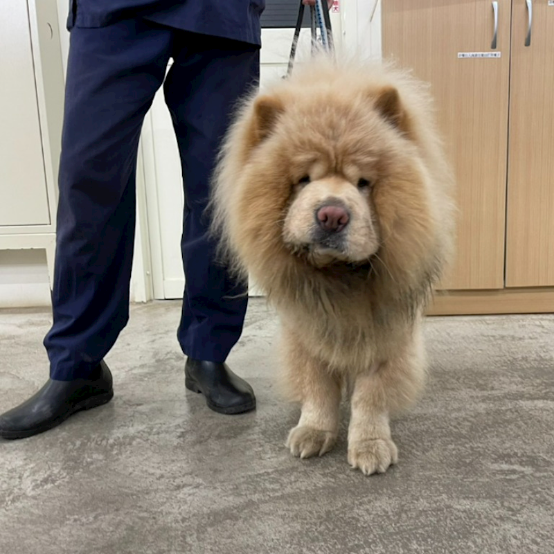 臺北市動物之家,編號:446695, 鬆獅犬