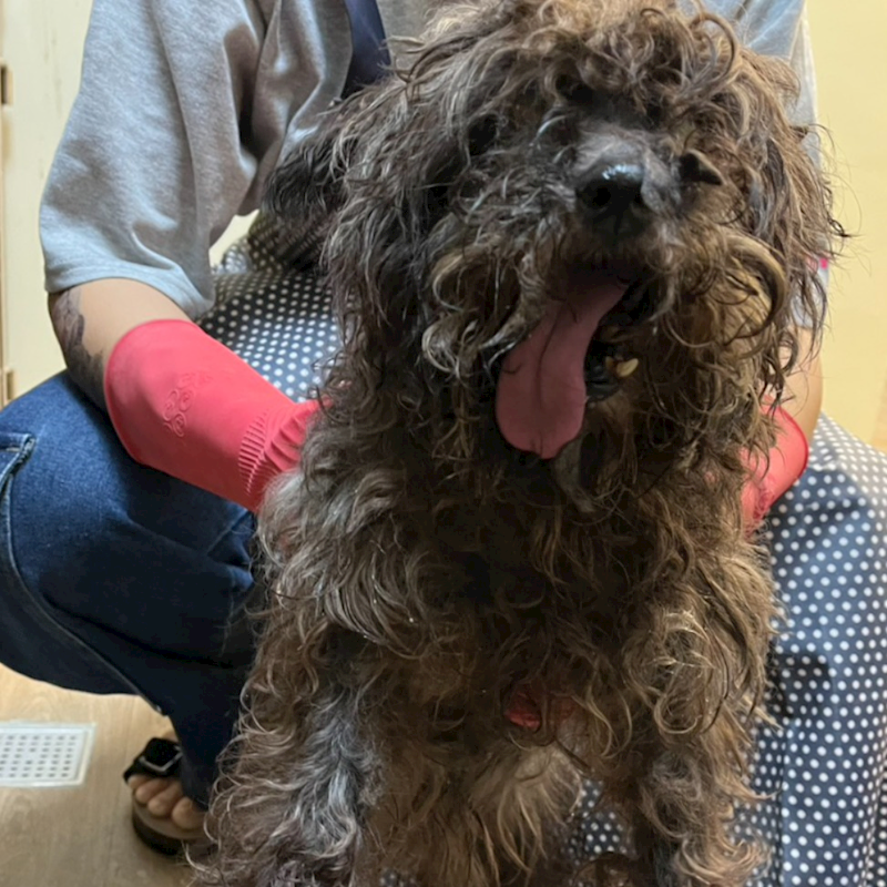 新北市瑞芳區公立動物之家,編號:444110, 混種犬          