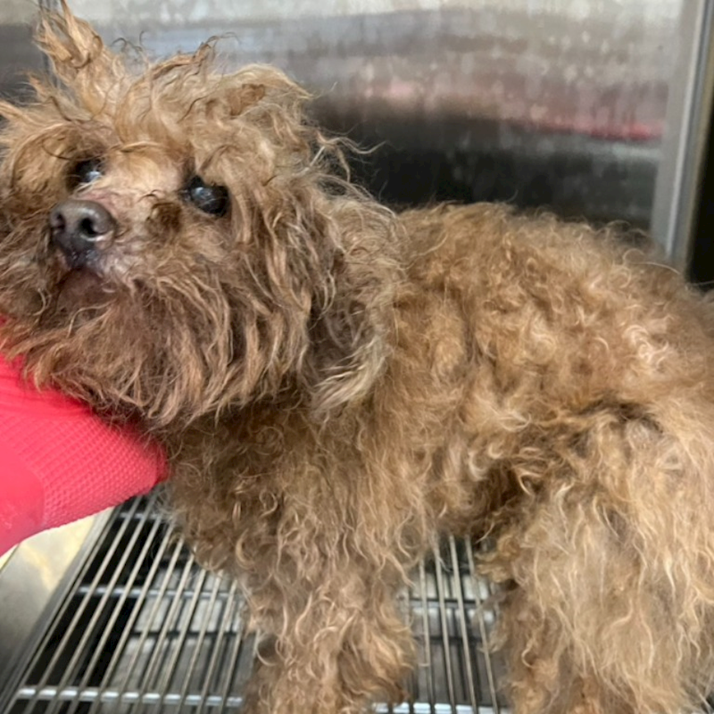 新北市瑞芳區公立動物之家,編號:444111, 貴賓犬        