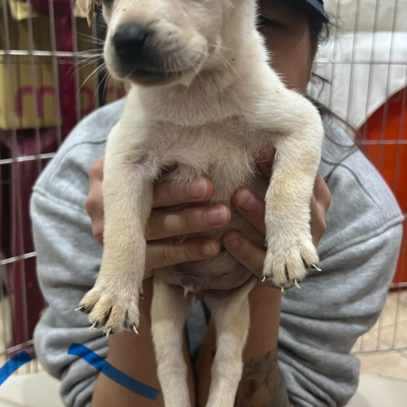 新北市瑞芳區公立動物之家,編號:442826, 混種犬          