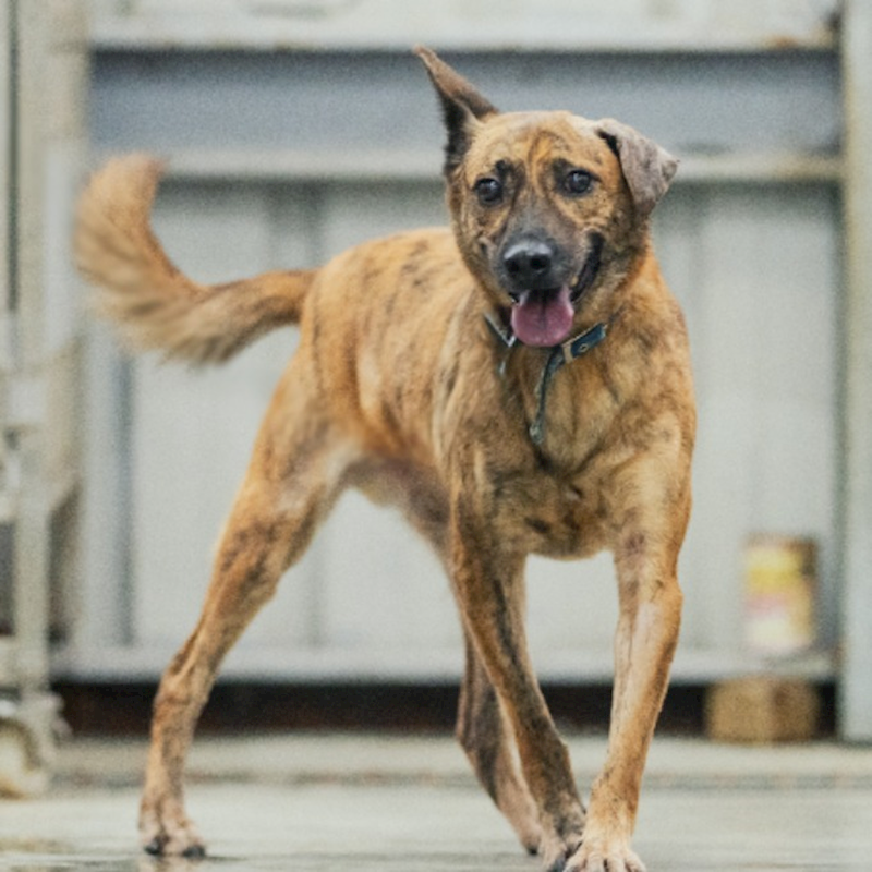 新北市三芝區公立動物之家,編號:36419, 混種犬          