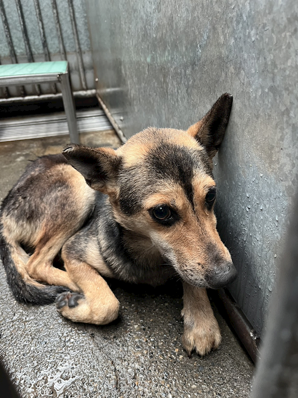 彰化縣流浪狗中途之家,編號:444197, 混種犬          