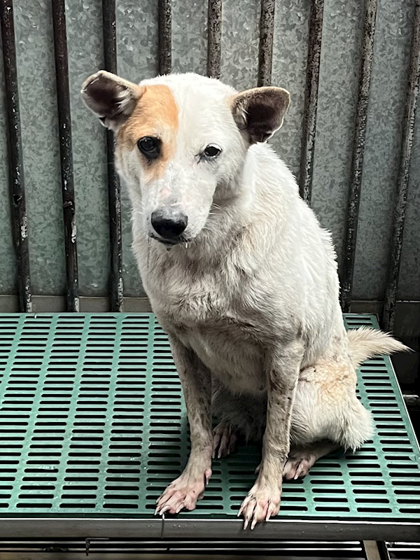 彰化縣流浪狗中途之家,編號:444195, 混種犬          