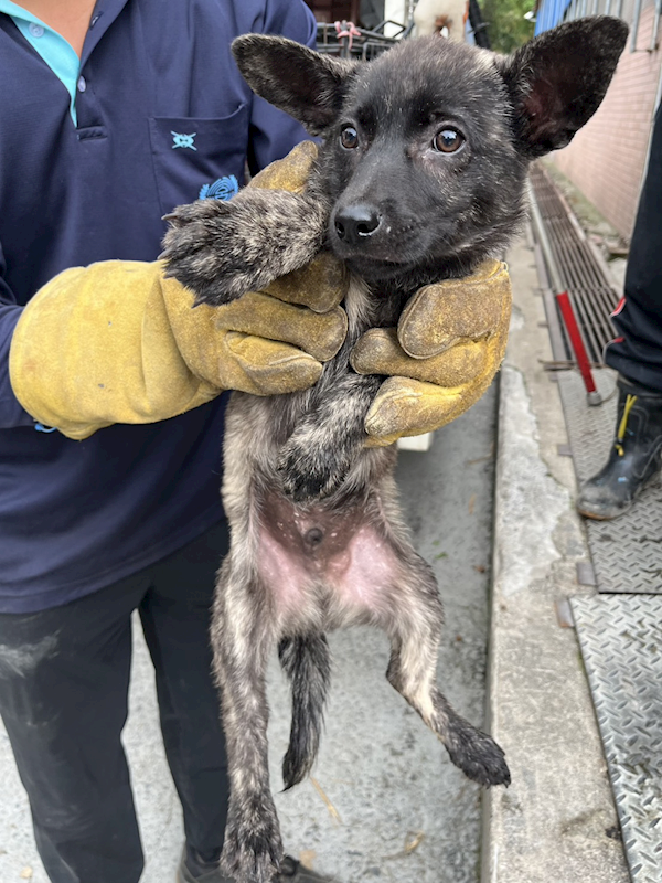 彰化縣流浪狗中途之家,編號:446683, 混種犬          