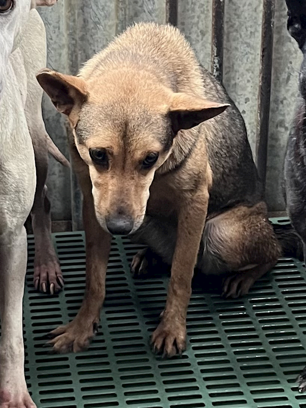 彰化縣流浪狗中途之家,編號:444194, 混種犬          