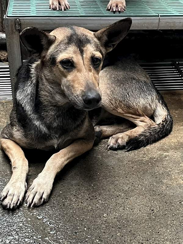 彰化縣流浪狗中途之家,編號:444193, 混種犬          