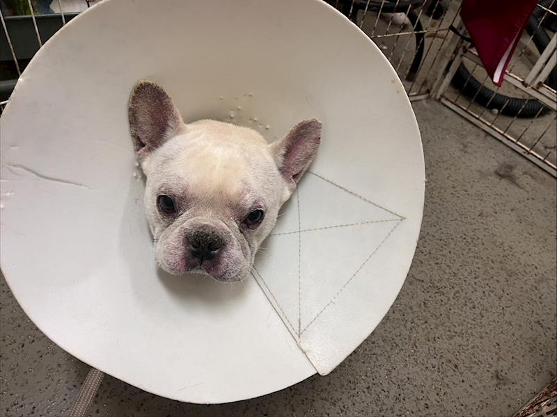 桃園市動物保護教育園區,編號:446680, 法國鬥牛犬