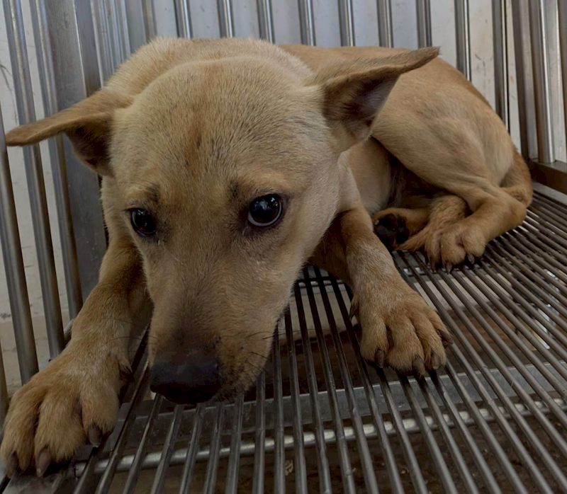 花蓮縣狗貓躍動園區,編號:442656, 混種犬          