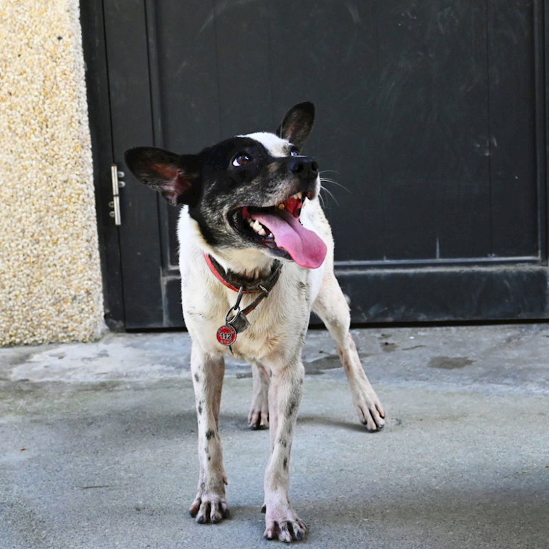 花蓮縣狗貓躍動園區,編號:350223, 混種犬          