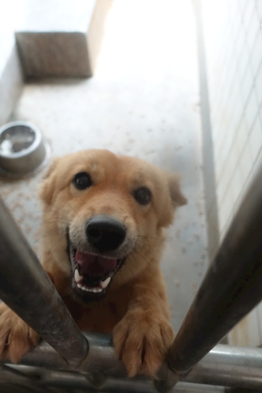 宜蘭縣流浪動物中途之家,編號:446583, 混種犬          