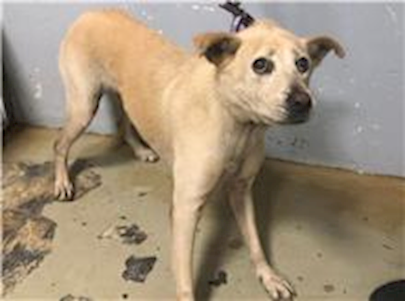 臺北市動物之家,編號:221253, 混種犬          