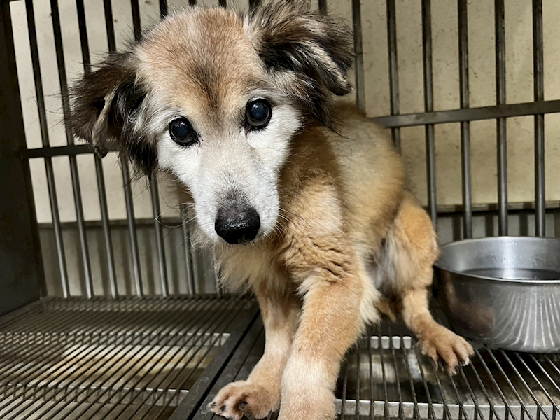 桃園市動物保護教育園區,編號:362843, 混種犬          