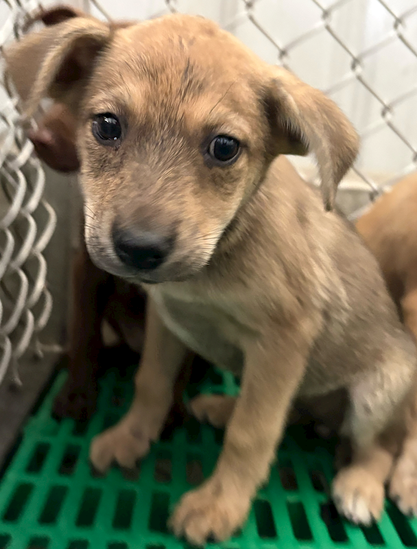 臺東縣動物收容中心,編號:446659, 混種犬          