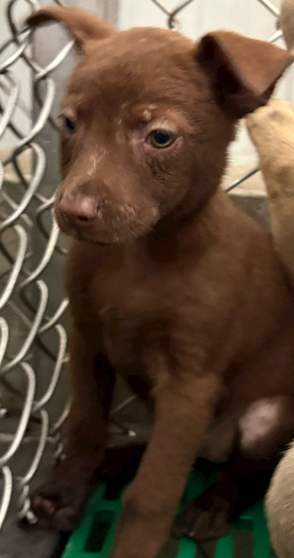 臺東縣動物收容中心,編號:446657, 混種犬          