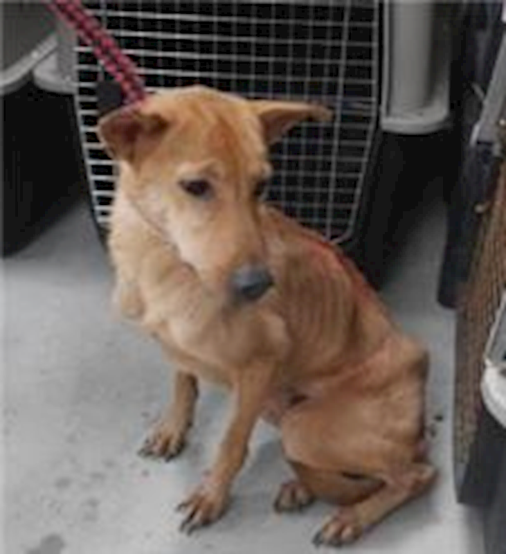 新北市板橋區公立動物之家,編號:43928, 混種犬          