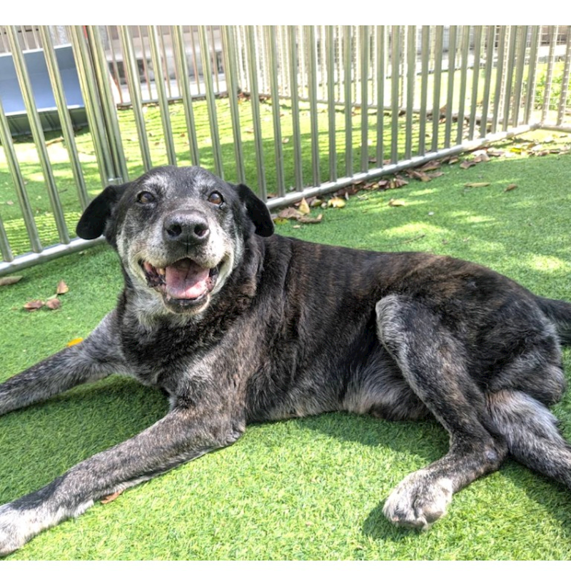 新竹縣動物保護教育園區,編號:435721, 混種犬          