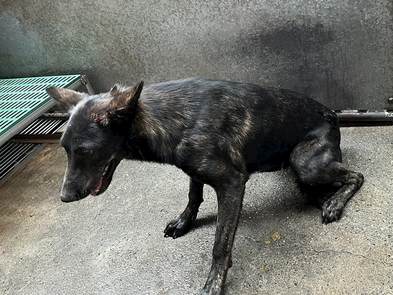 彰化縣流浪狗中途之家,編號:446729, 混種犬          