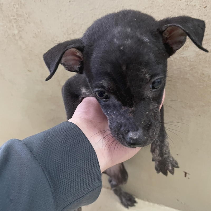 嘉義市動物保護教育園區,編號:418582, 混種犬          