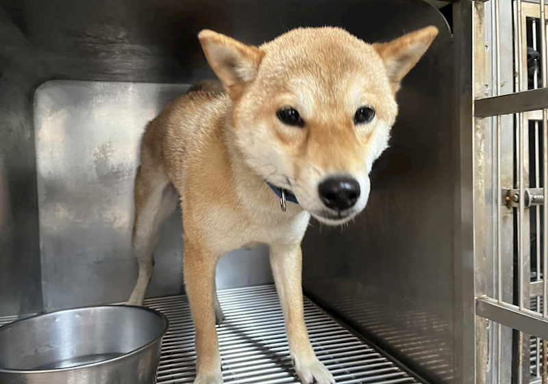 高雄市壽山動物保護教育園區,編號:444813, 柴犬                  