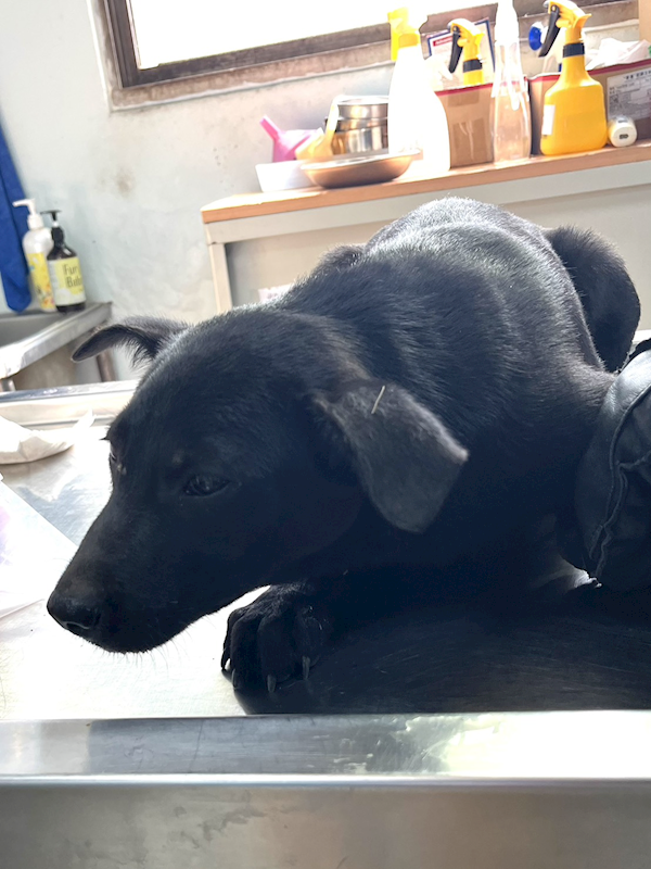 彰化縣流浪狗中途之家,編號:446829, 混種犬          