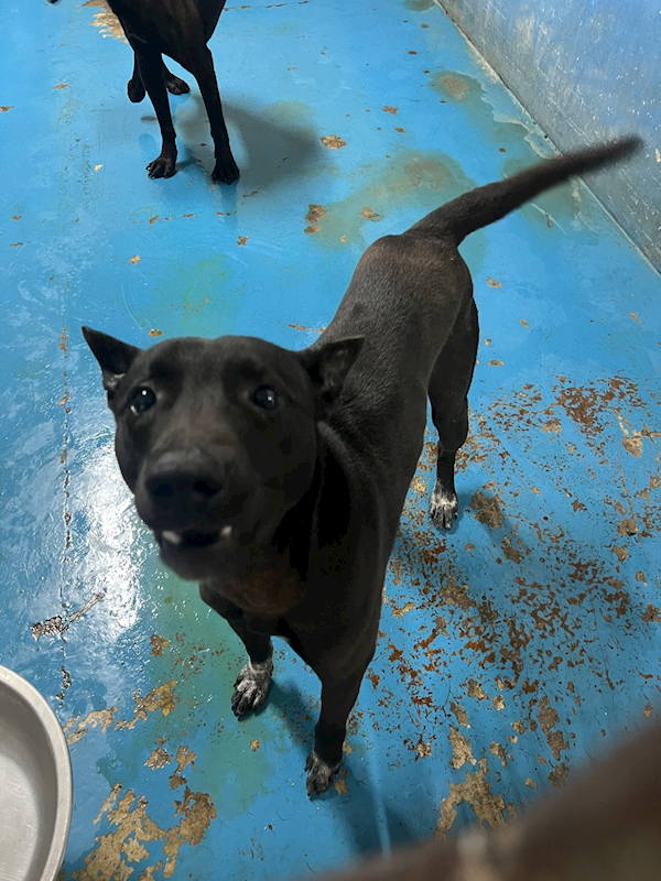 苗栗縣動物保護教育園區,編號:446520, 混種犬          