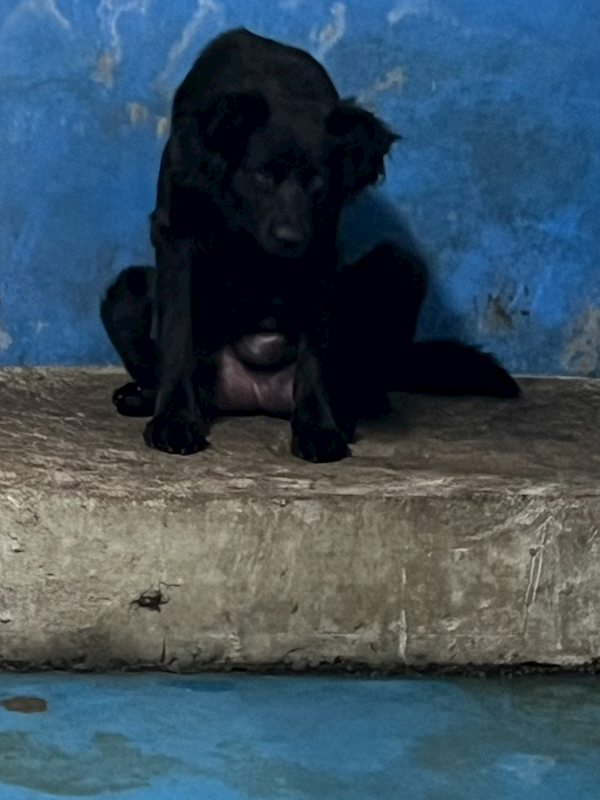 苗栗縣動物保護教育園區,編號:446515, 混種犬          