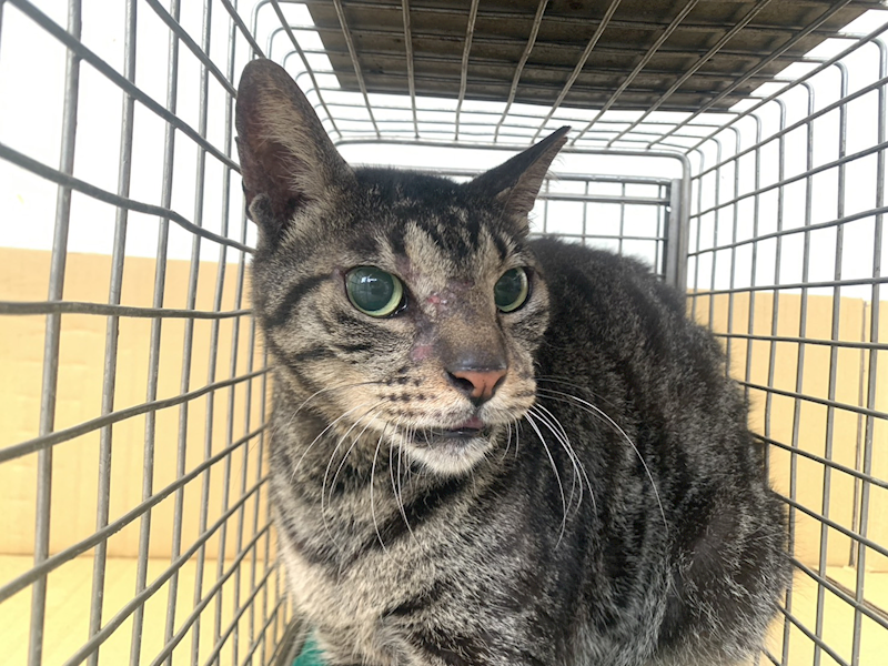 臺北市動物之家,編號:446799, 混種貓                 