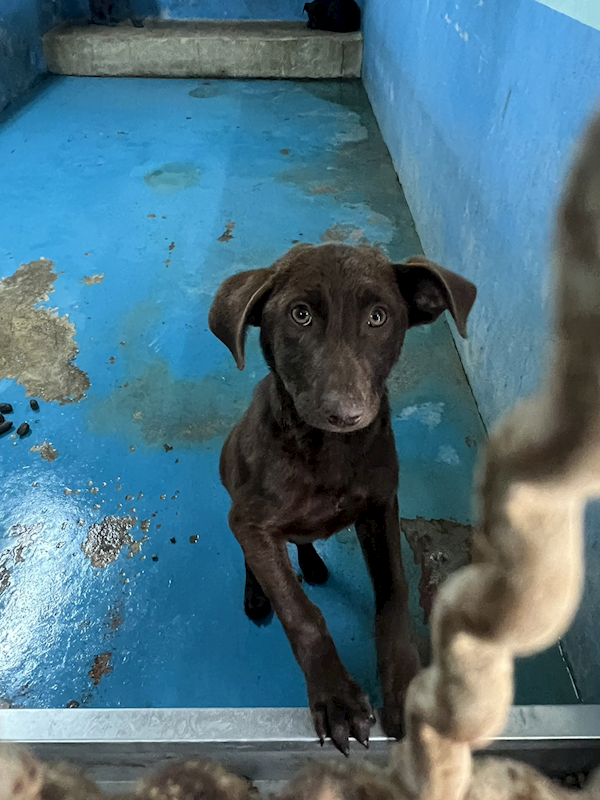 苗栗縣動物保護教育園區,編號:445827, 混種犬          