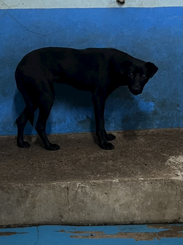 苗栗縣動物保護教育園區,編號:446524, 混種犬          