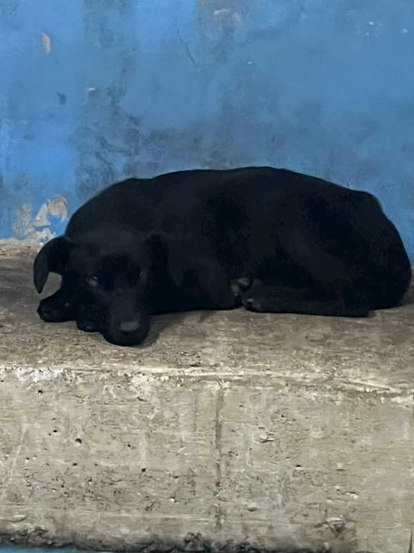 苗栗縣動物保護教育園區,編號:445829, 混種犬          