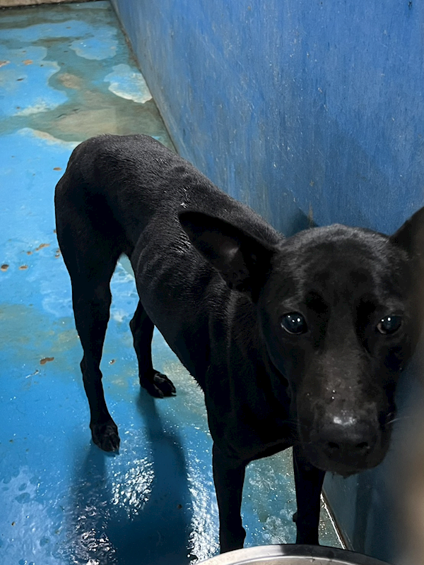 苗栗縣動物保護教育園區,編號:446523, 混種犬          
