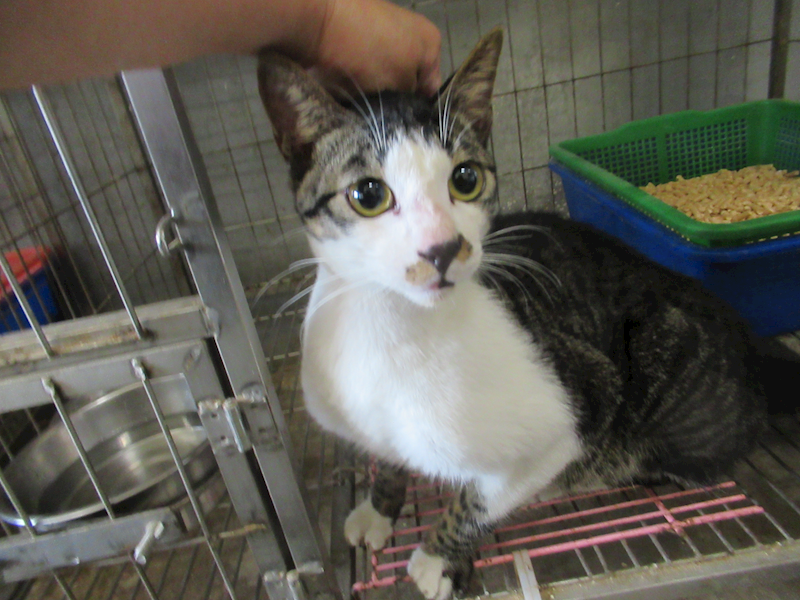 新竹市動物保護教育園區,編號:446755, 混種貓                 