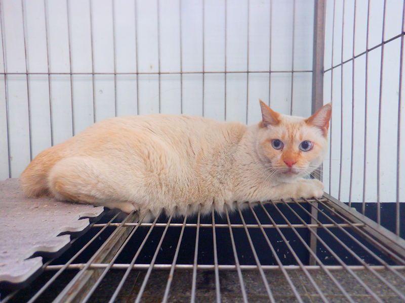 南投縣公立動物收容所,編號:446903, 混種貓                 