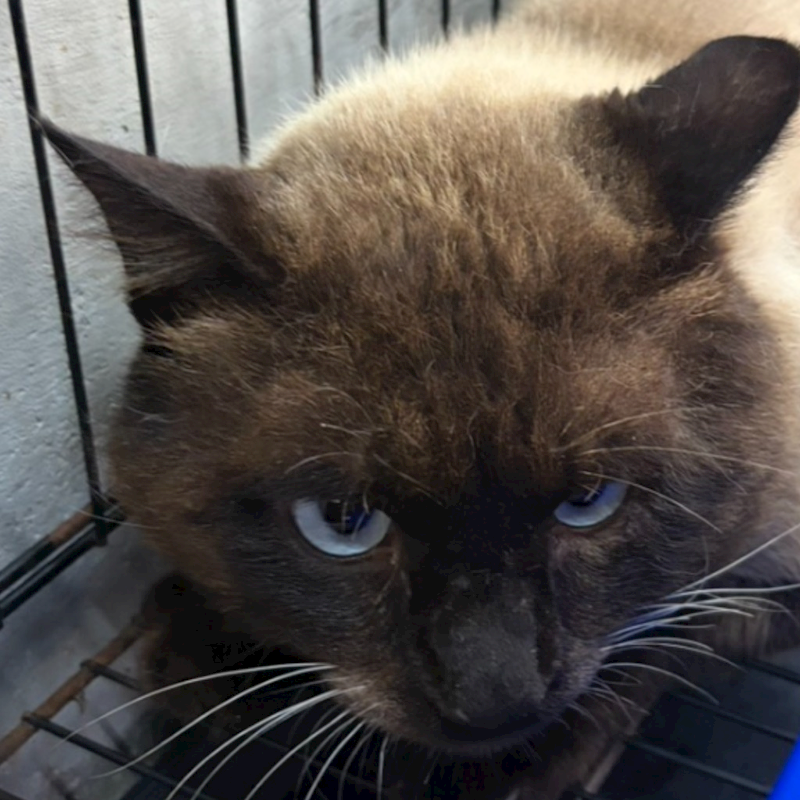 澎湖縣流浪動物收容中心,編號:446889, 暹羅貓                 